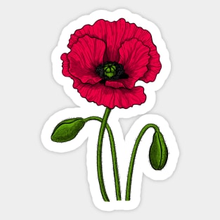 Red poppy drawing Sticker